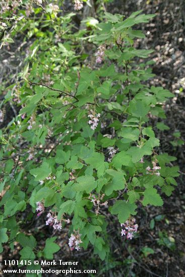 Ribes malvaceum