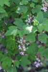 Chaparral Currant blossoms & foliage