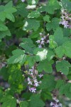 Chaparral Currant blossoms & foliage