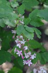 Chaparral Currant blossoms & foliage