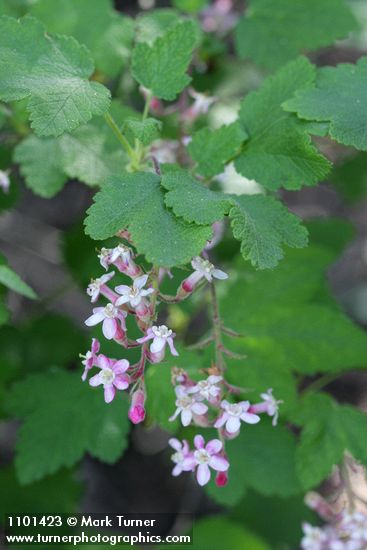 Ribes malvaceum