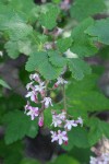 Chaparral Currant blossoms & foliage