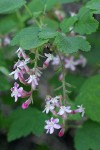 Chaparral Currant blossoms & foliage