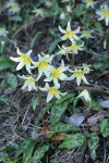 California Fawn Lilies