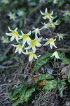 California Fawn Lilies