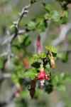 Hillside Gooseberry blossom & foliage