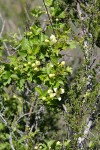 Pipestem Clematis