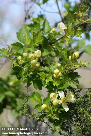 Clematis lasiantha