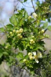 Pipestem Clematis