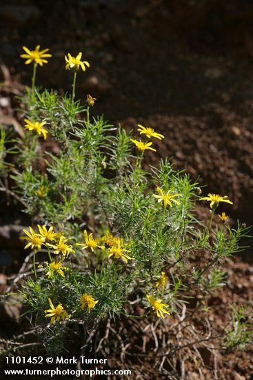 Ericameria linearifolia