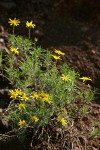 Narrowleaf Goldenbush