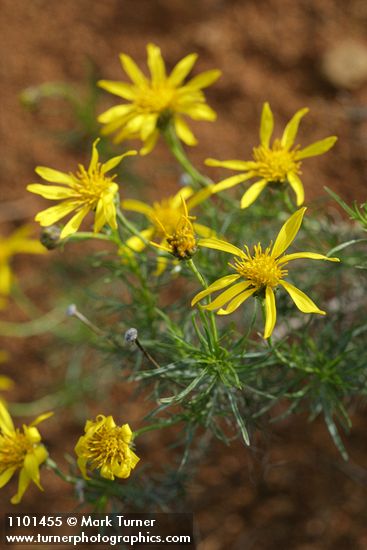 Ericameria linearifolia