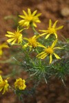 Narrowleaf Goldenbush blossoms & foliage