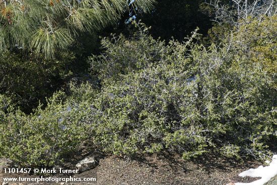 Ceanothus jepsonii