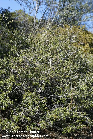 Ceanothus jepsonii