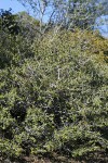 Jepson Ceanothus