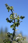 Jepson Ceanothus foliage against blue sky