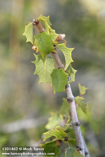 Ceanothus jepsonii