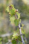 Jepson Ceanothus foliage