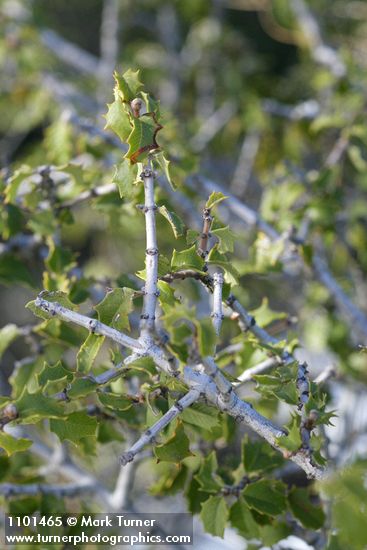 Ceanothus jepsonii