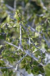 Jepson Ceanothus foliage