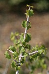 Jepson Ceanothus foliage