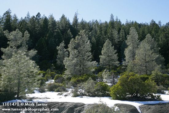 Pinus sabiniana; Arctostaphylos patula