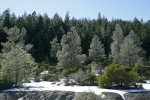 Grey (Ghost) Pines w/ Green Manzanita, melting snow