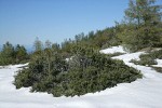 Jepson Ceanothus surrounded by melting snow