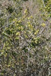 Skunkbush Sumac blossoms & twigs