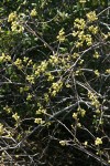 Skunkbush Sumac blossoms & twigs