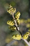 Skunkbush Sumac blossoms