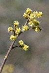 Skunkbush Sumac blossoms
