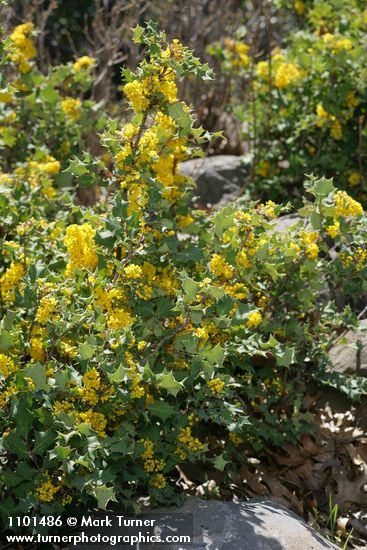 Berberis dictyota (Mahonia dictyota)