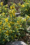 Jepson's Oregon-grape