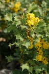 Jepson's Oregon-grape blossoms & foliage