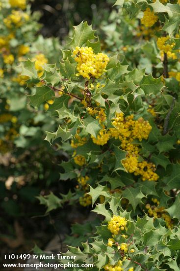 Berberis dictyota (Mahonia dictyota)