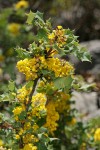 Jepson's Oregon-grape