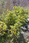 Jepson's Oregon-grape