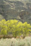 Black Cottonwoods leafing out along Yakima River w/ Big Sagebrush soft fgnd