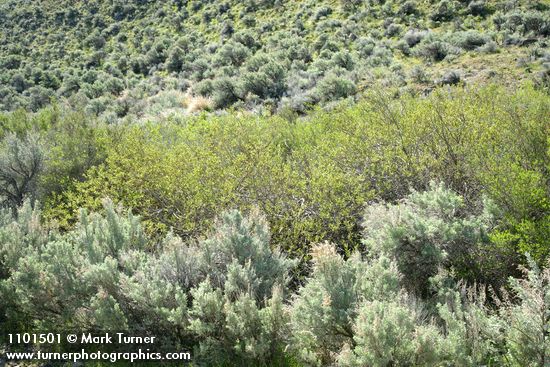 Salix bebbiana; Artemisia tridentata