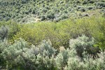 Bebb Willows w/ Big Sagebrush fgnd