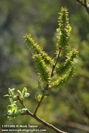 Salix bebbiana