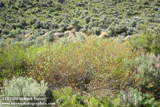 Salix bebbiana