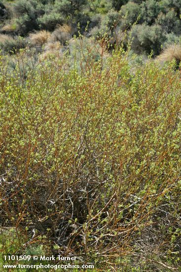 Salix bebbiana