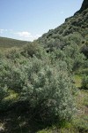 Big Sagebrush