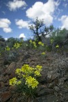 Pale Wallflowers w/ Sagebrush soft bkgnd