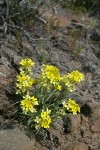 Pale Wallflowers