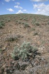 Stiff Sagebrush on lithosol