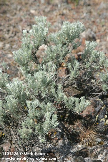 Artemisia rigida